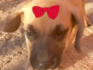 Cachorro raça Mestica  idade 2 a 6 meses nome Gaia 