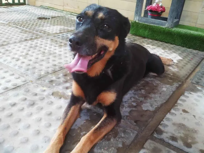 Cachorro ra a SRD-ViraLata idade 6 ou mais anos nome PRETA