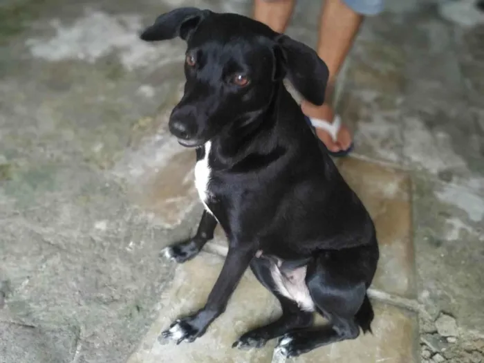 Cachorro ra a SRD-ViraLata idade 3 anos nome ISA