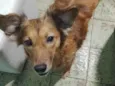 Cachorro raça SRD-ViraLata idade 2 anos nome MEG