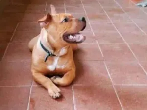 Cachorro raça American Bully idade 1 ano nome Freddy