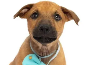 Cachorro raça SRD-ViraLata idade 2 a 6 meses nome Miguel