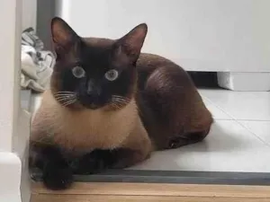 Gato raça Siamês idade 1 ano nome Zeca