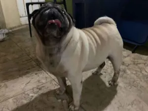 Cachorro raça Pug idade  nome Ruble