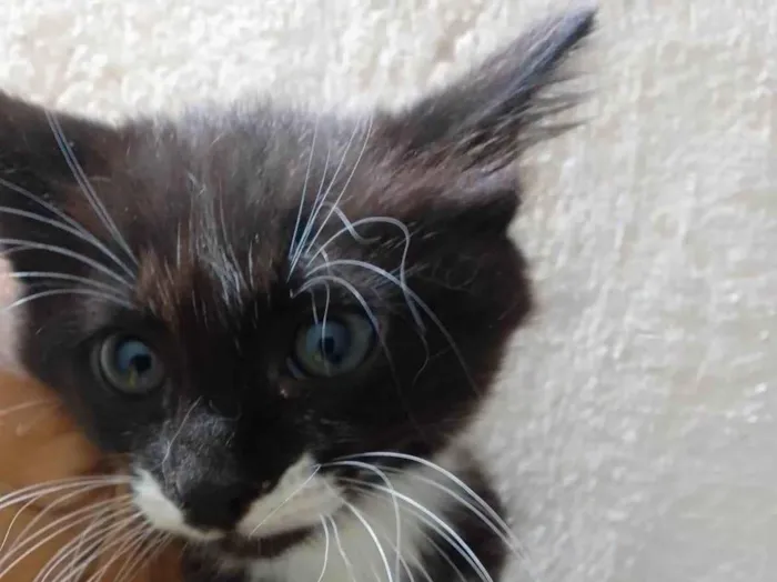 Gato ra a Srd idade 2 a 6 meses nome Menina