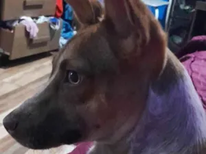 Cachorro raça SRD-ViraLata idade 2 a 6 meses nome Kiara