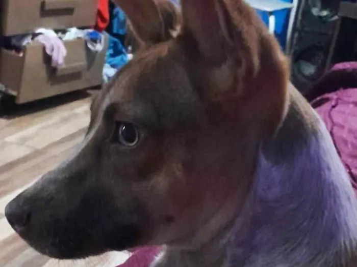 Cachorro ra a SRD-ViraLata idade 2 a 6 meses nome Kiara