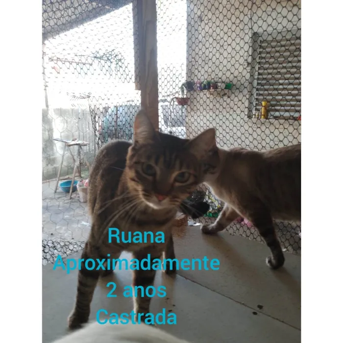 Gato ra a Sem raça  idade 2 anos nome Angel,duidui,luna,pepita,pantera,bebe,frozen,mirabel,ruana,jane,valente