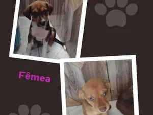 Cachorro raça SRD-ViraLata idade Abaixo de 2 meses nome Filhotes