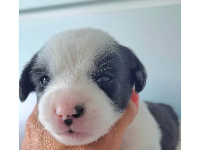 Cachorro raça SRD-ViraLata idade Abaixo de 2 meses nome Elis