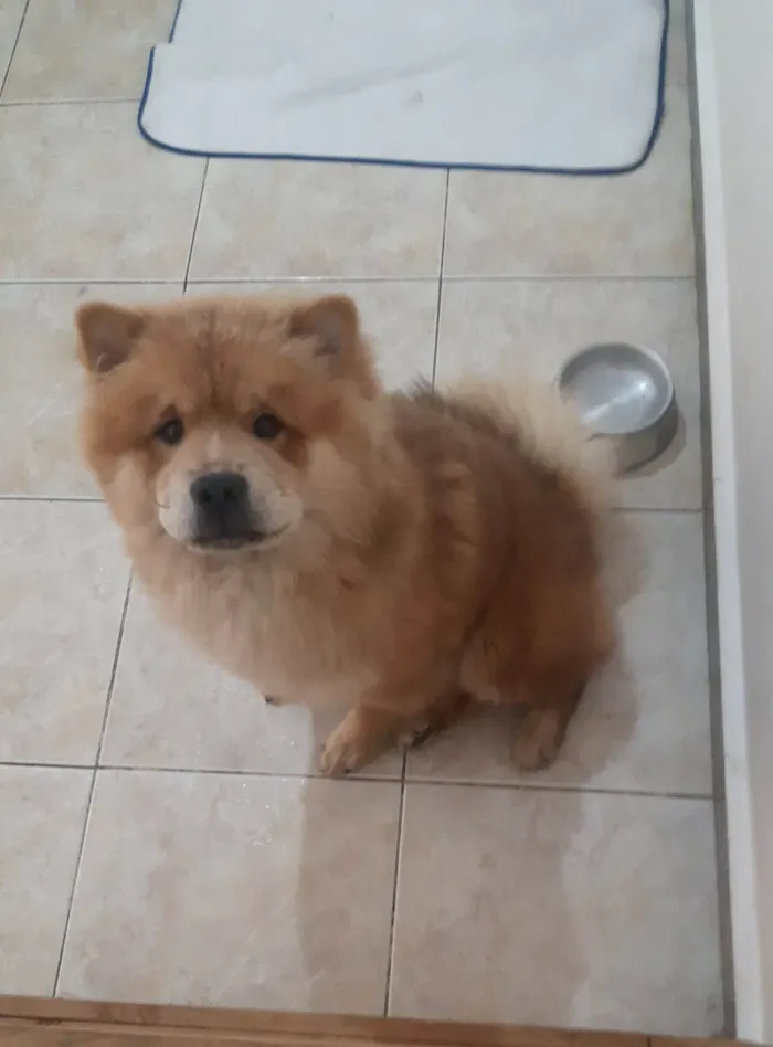 Cachorro raça Chow chow idade 2 anos nome Zeus