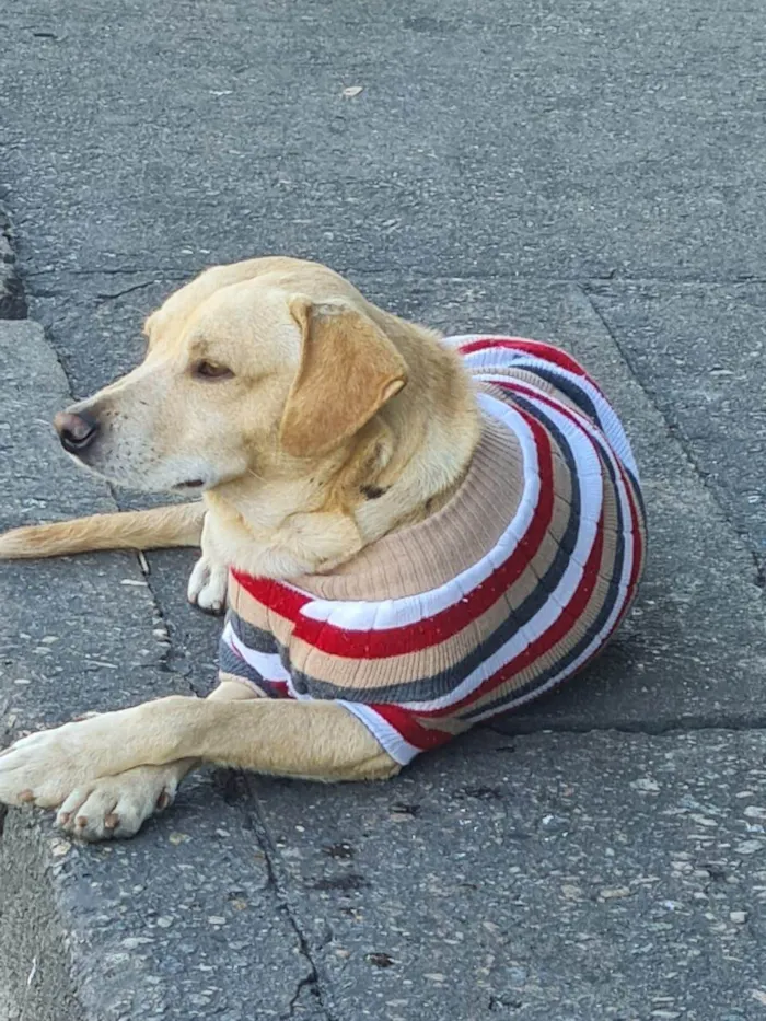 Cachorro ra a SRD-ViraLata idade 3 anos nome Caramelo 