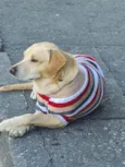 Caramelo