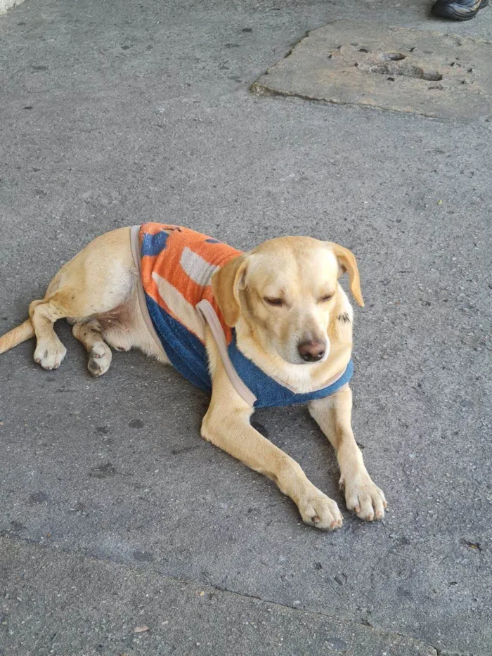 Cachorro ra a SRD-ViraLata idade 3 anos nome Caramelo 