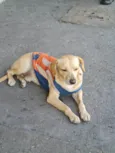 Caramelo