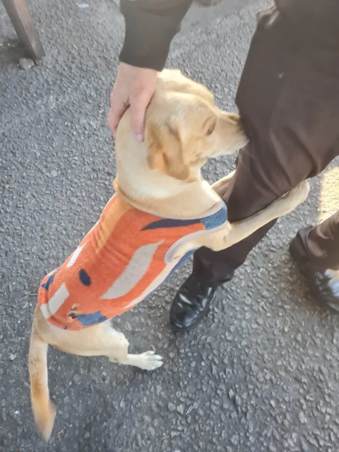 Cachorro ra a SRD-ViraLata idade 3 anos nome Caramelo 