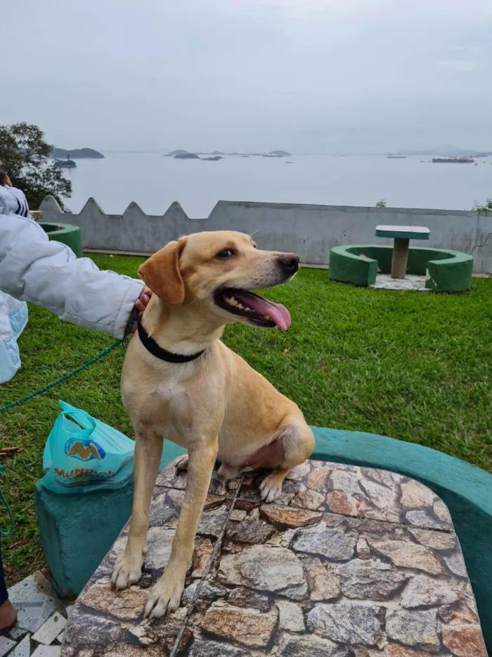 Cachorro ra a SRD-ViraLata idade 3 anos nome Caramelo 