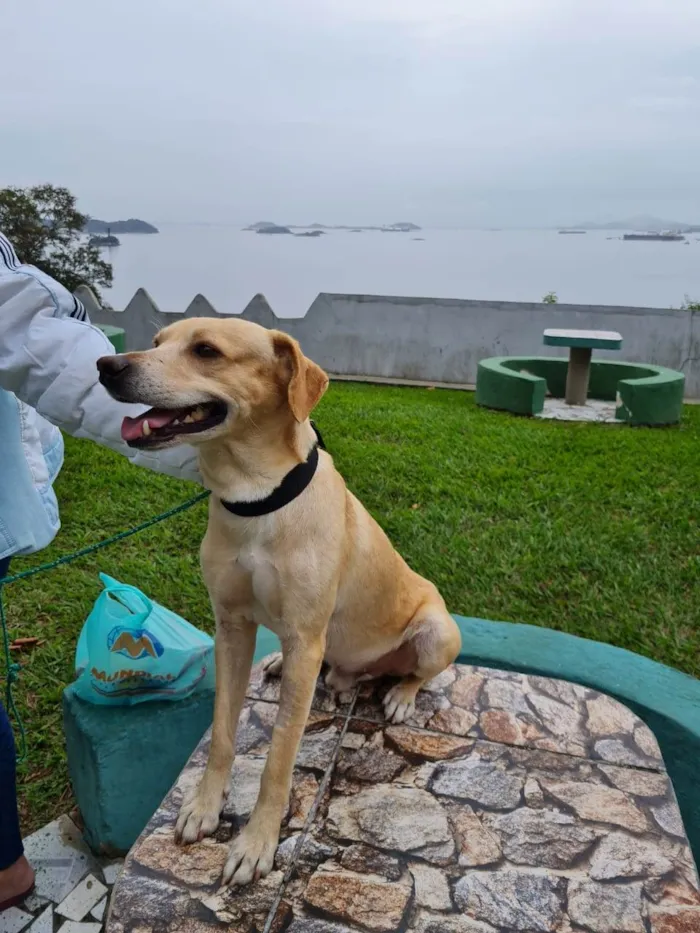 Cachorro ra a SRD-ViraLata idade 3 anos nome Caramelo 