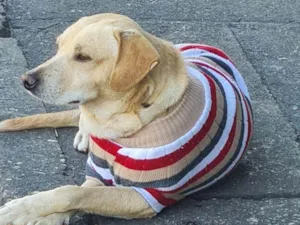 Cachorro raça SRD-ViraLata idade 3 anos nome Caramelo 