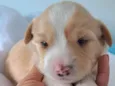 Chico