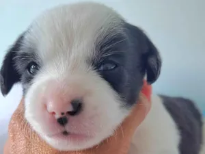 Cachorro raça SRD-ViraLata idade Abaixo de 2 meses nome Elis