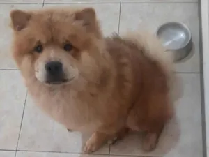 Cachorro raça Chow chow idade 2 anos nome Zeus