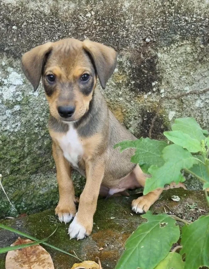 Cachorro ra a SRD-ViraLata idade 2 a 6 meses nome Rubble