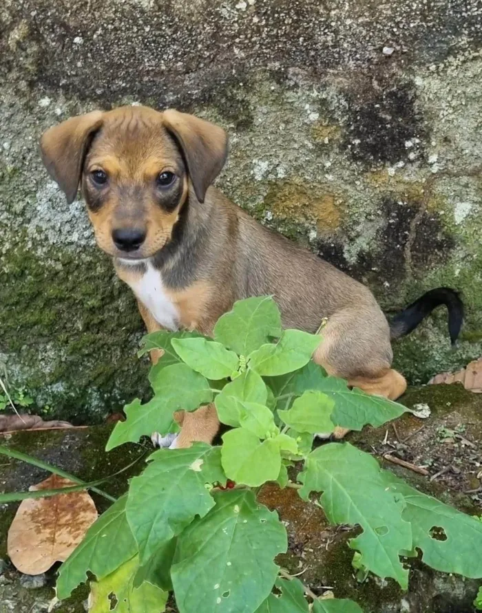 Cachorro ra a SRD-ViraLata idade 2 a 6 meses nome Rubble