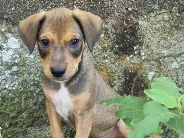 Cachorro ra a SRD-ViraLata idade 2 a 6 meses nome Rubble