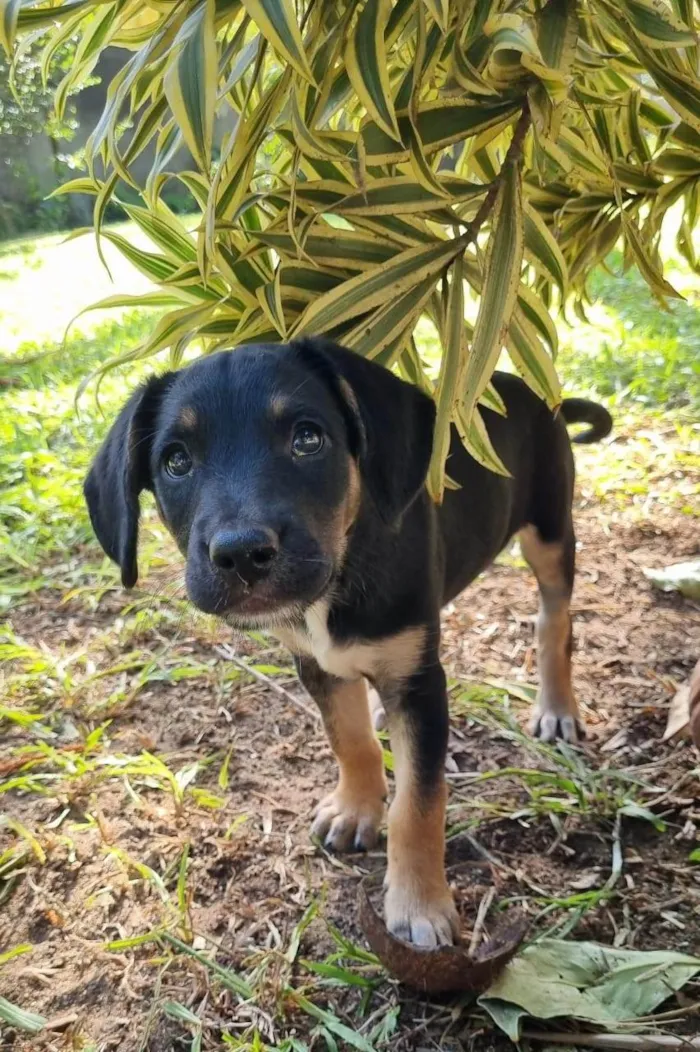 Cachorro ra a SRD-ViraLata idade Abaixo de 2 meses nome Ariel