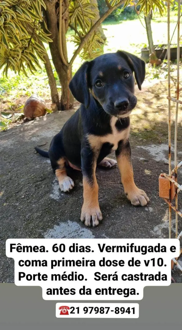 Cachorro ra a SRD-ViraLata idade Abaixo de 2 meses nome Ariel