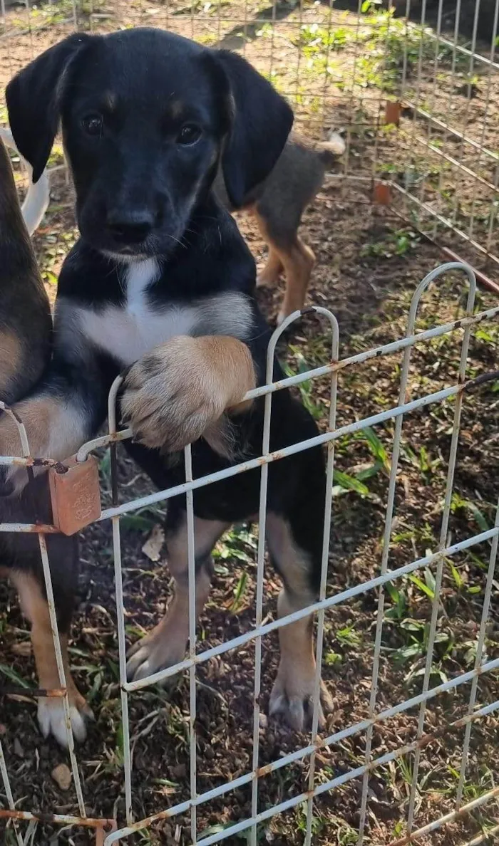 Cachorro ra a SRD-ViraLata idade Abaixo de 2 meses nome Ariel