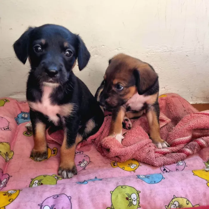 Cachorro ra a SRD-ViraLata idade Abaixo de 2 meses nome Ariel