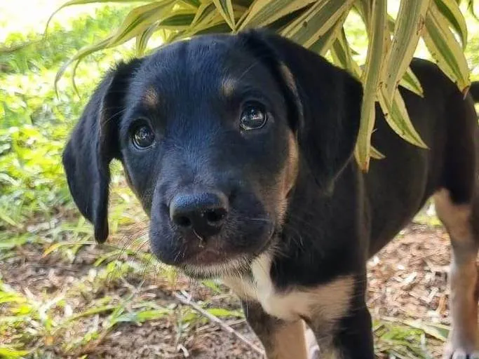 Cachorro ra a SRD-ViraLata idade Abaixo de 2 meses nome Ariel