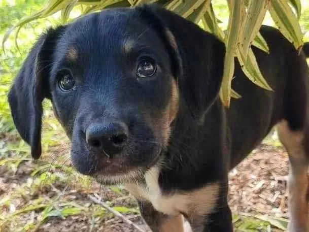 Cachorro ra a SRD-ViraLata idade Abaixo de 2 meses nome Ariel