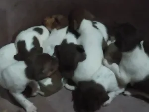 Cachorro raça Terrier Brasileiro / fox paulistinha idade Abaixo de 2 meses nome Filhotes