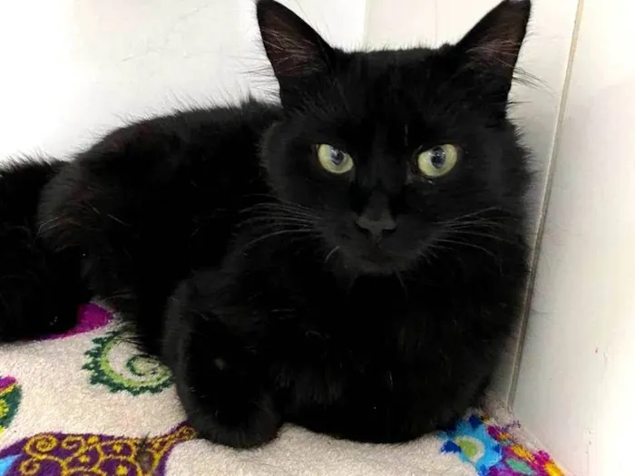 Gato ra a SRD-ViraLata idade 7 a 11 meses nome Eros