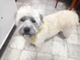 Ludovico