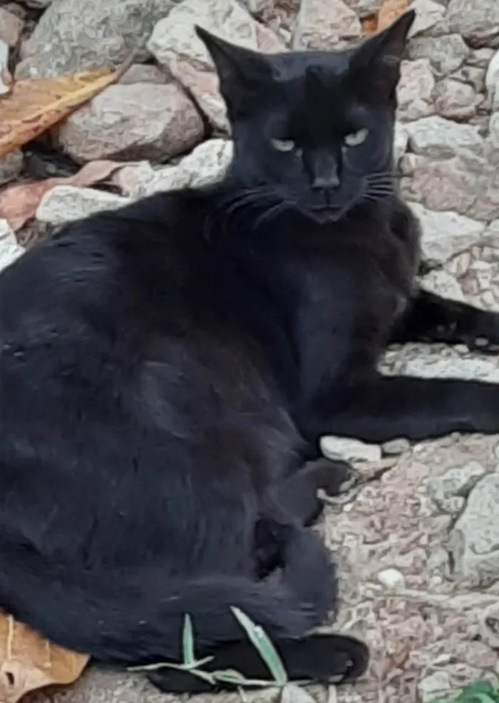 Gato ra a SRD idade 7 a 11 meses nome Pretinho