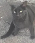 Pretinho