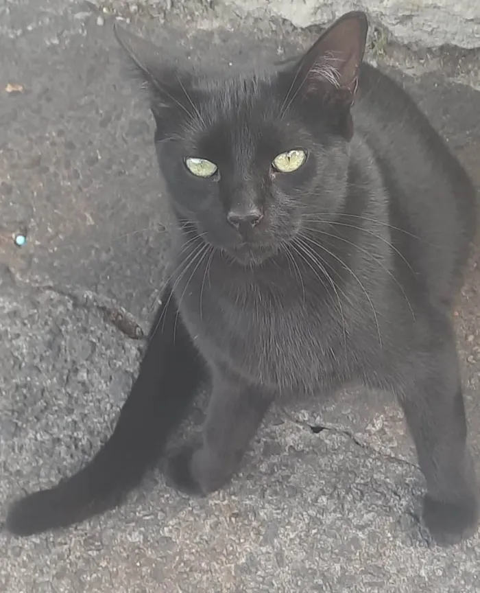 Gato ra a SRD idade 7 a 11 meses nome Pretinho