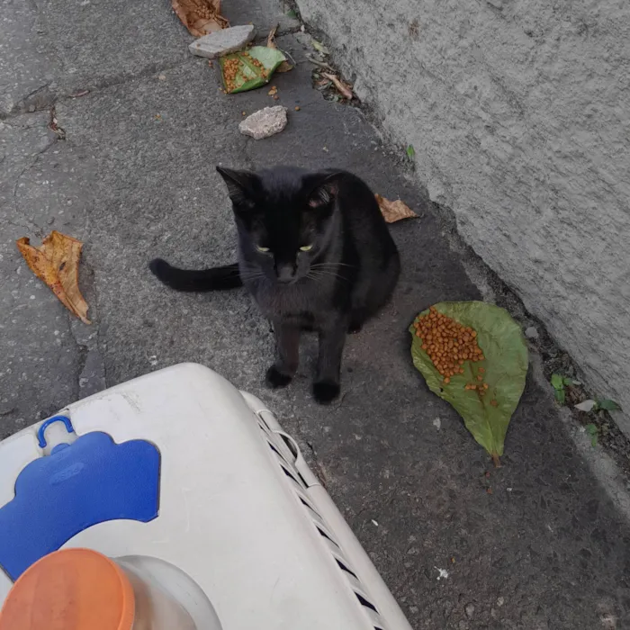 Gato ra a SRD idade 7 a 11 meses nome Pretinho