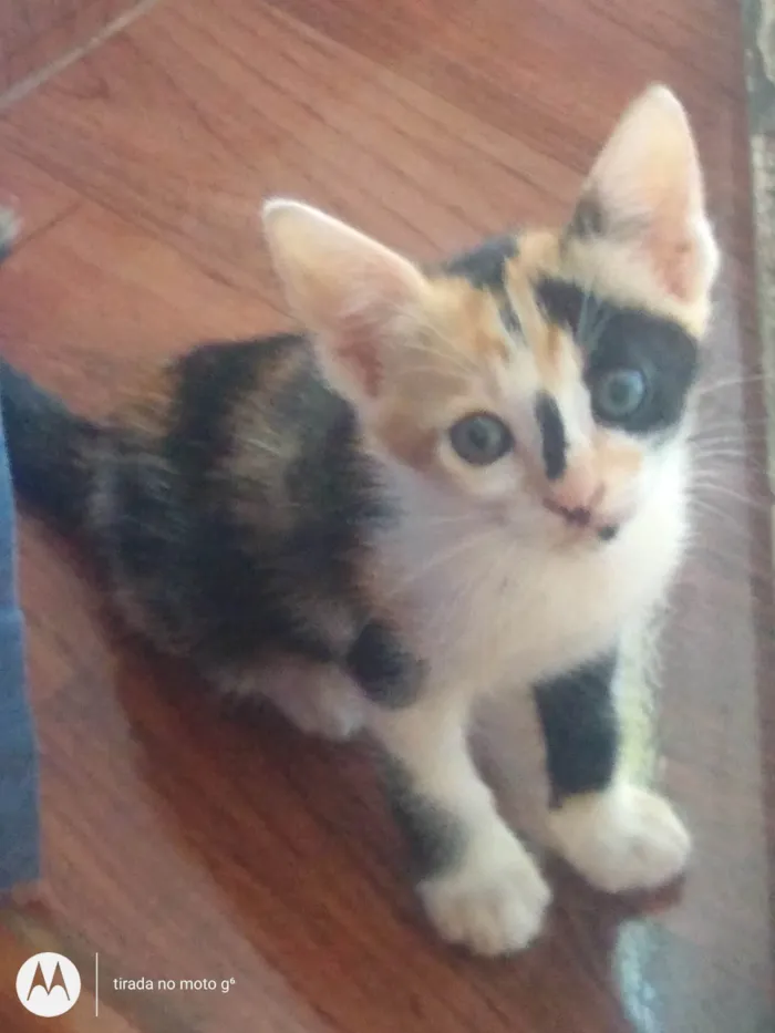 Gato raça Vira lata idade 2 a 6 meses nome Não tem nome e lá temporário 