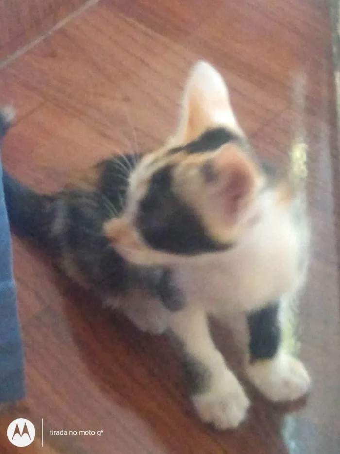 Gato raça Vira lata idade 2 a 6 meses nome Não tem nome e lá temporário 