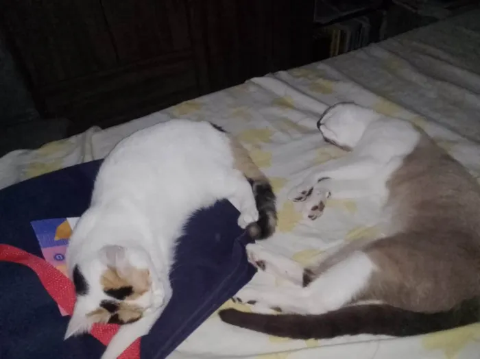 Gato ra a  idade 7 a 11 meses nome Don e Lilith