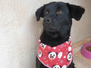 Cachorro raça SRD-ViraLata idade 1 ano nome Pretinho 