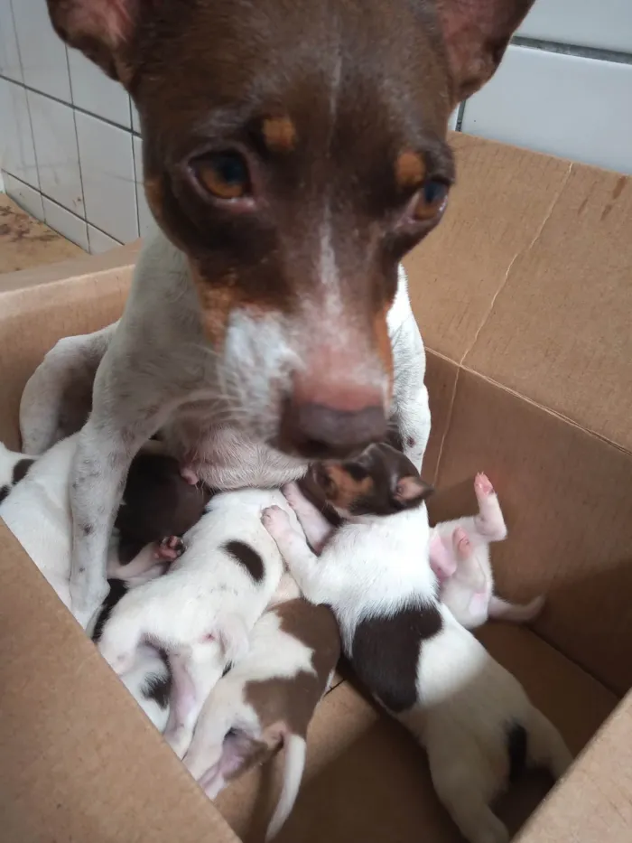 Cachorro ra a Terrier Brasileiro / fox paulistinha idade Abaixo de 2 meses nome Filhotes