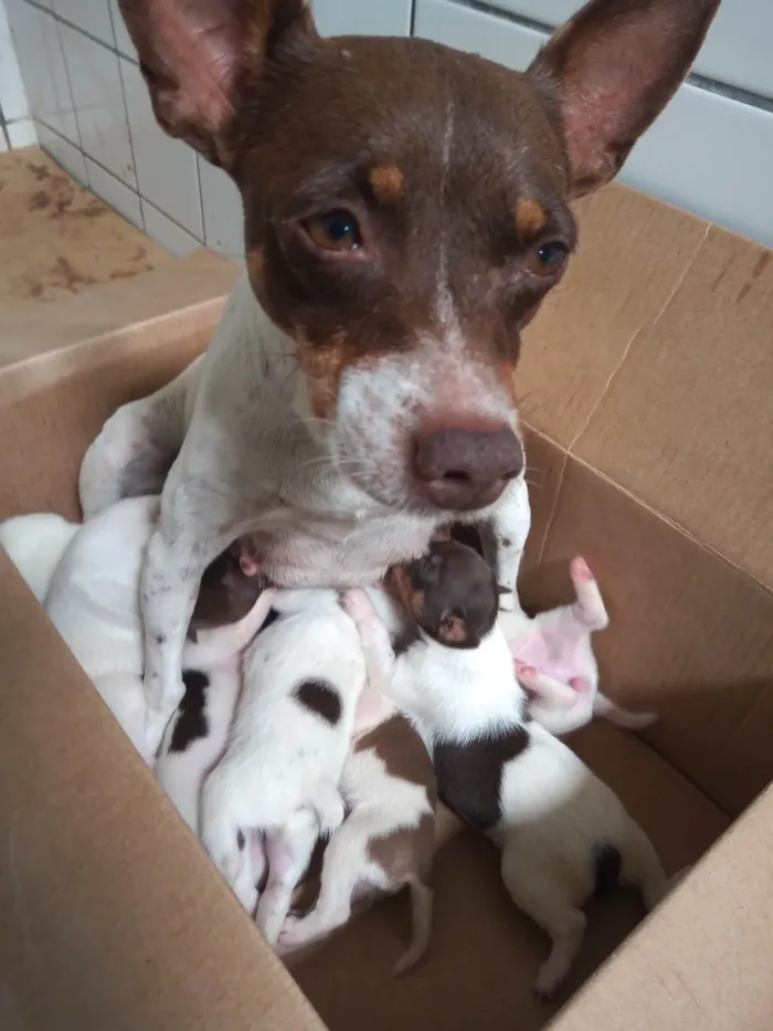 Cachorro ra a Terrier Brasileiro / fox paulistinha idade Abaixo de 2 meses nome Filhotes