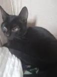 Pretinha