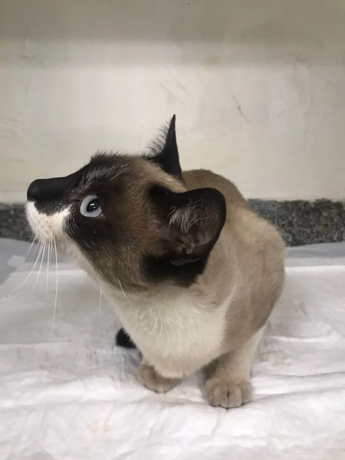 Gato ra a SRD-ViraLata idade 2 a 6 meses nome NINA